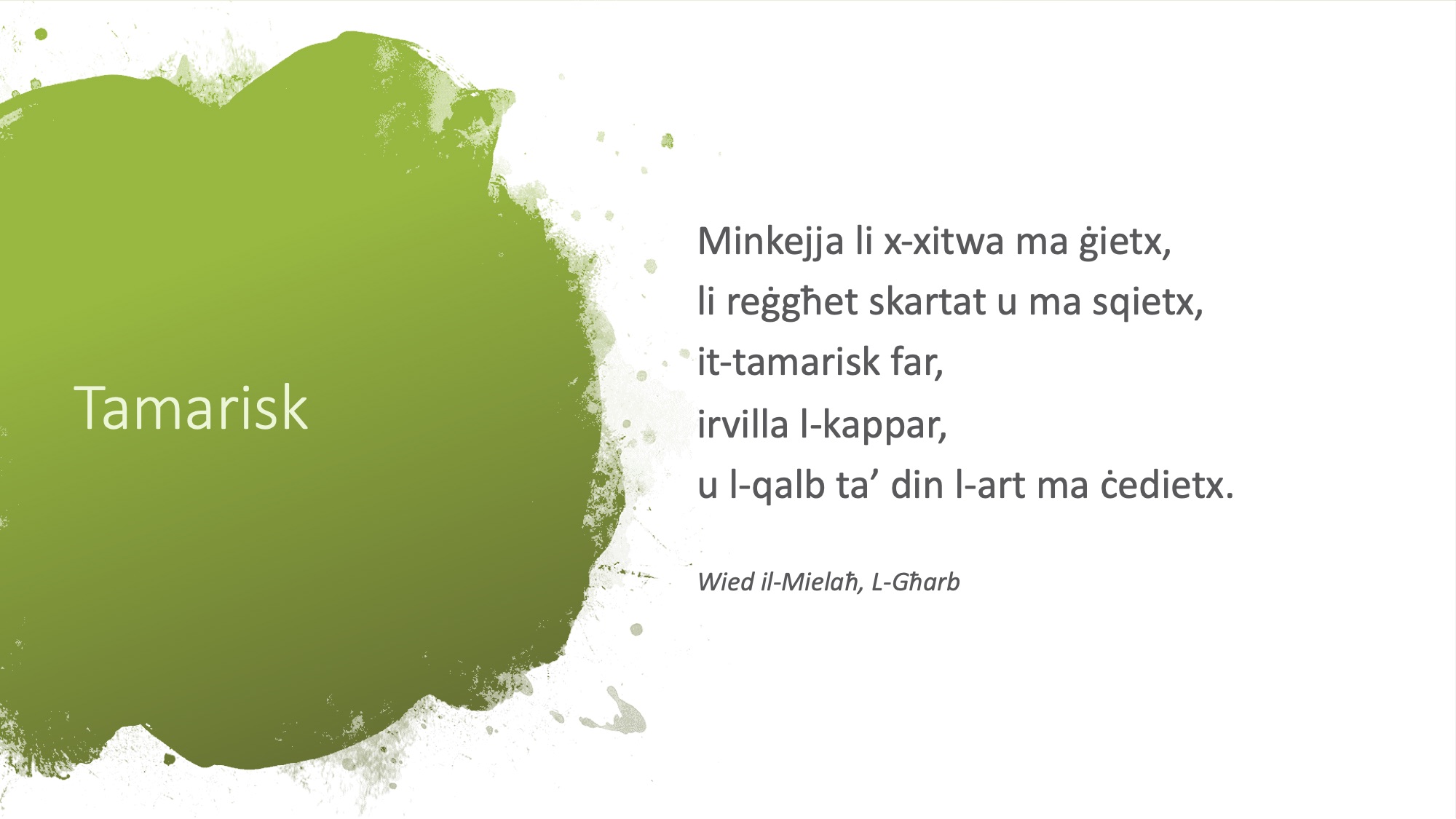 Il-Limerikki tal-Covid-19 - Tamarisk - 2